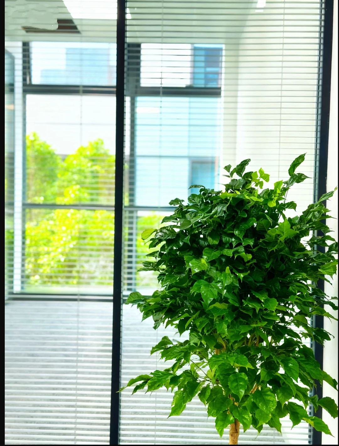 来看看我新办公室的这几颗金钱树怎么样