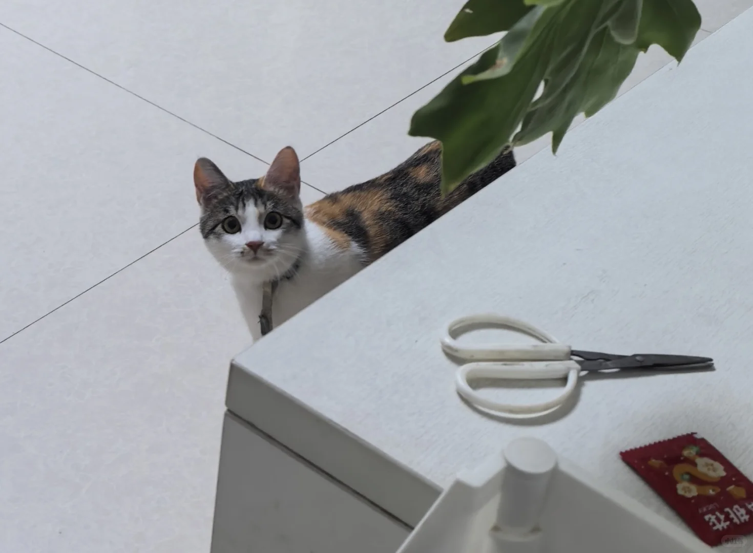 猫这么看我是啥意思🥲