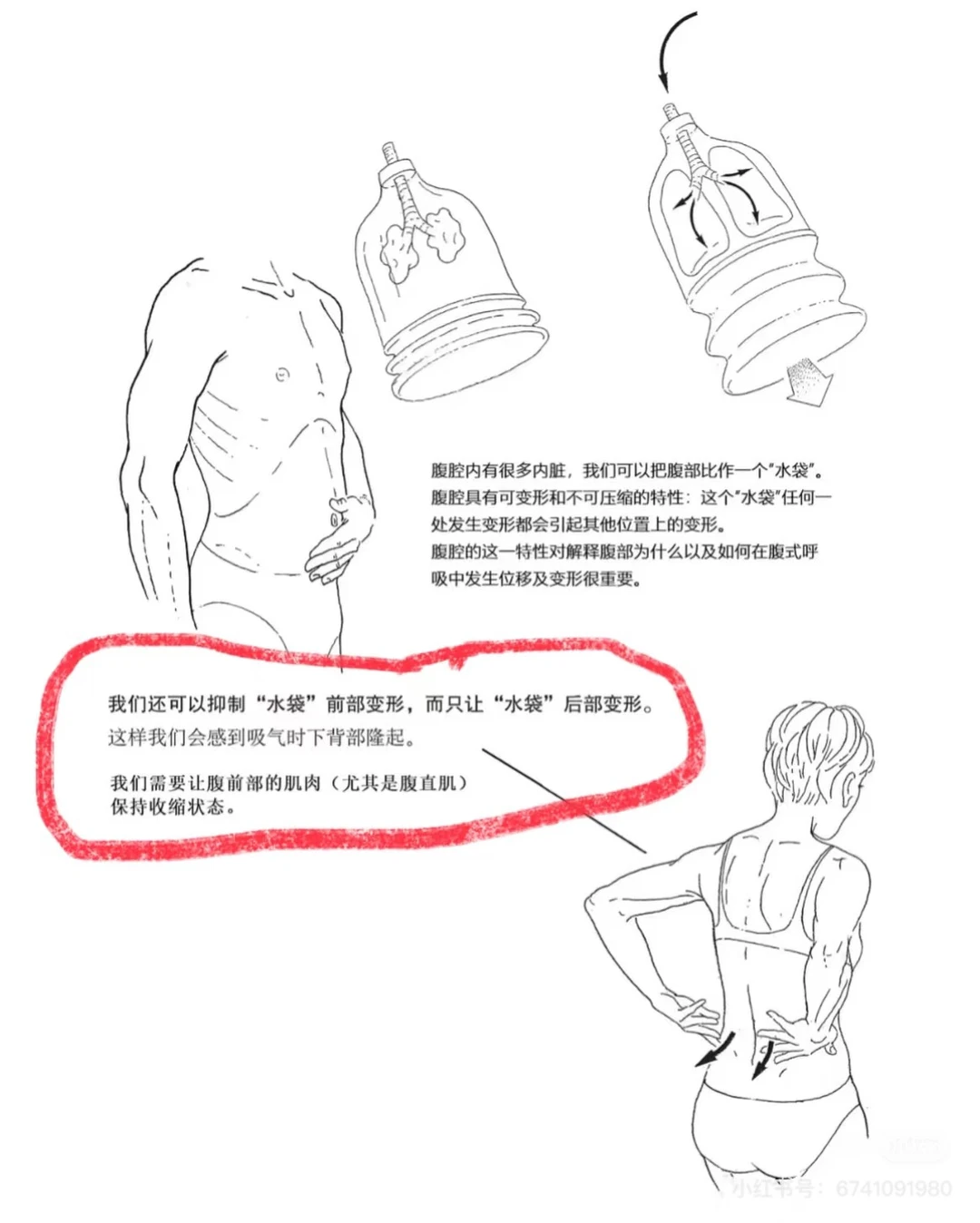 吸气到后背为什么这么重要？