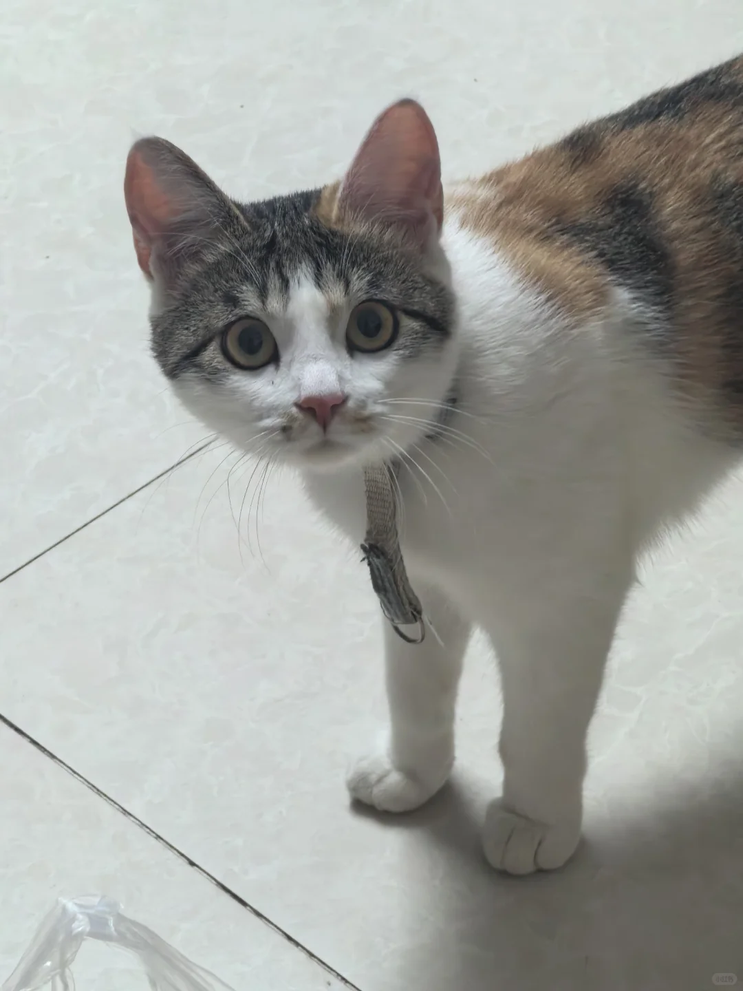 猫这么看我是啥意思🥲