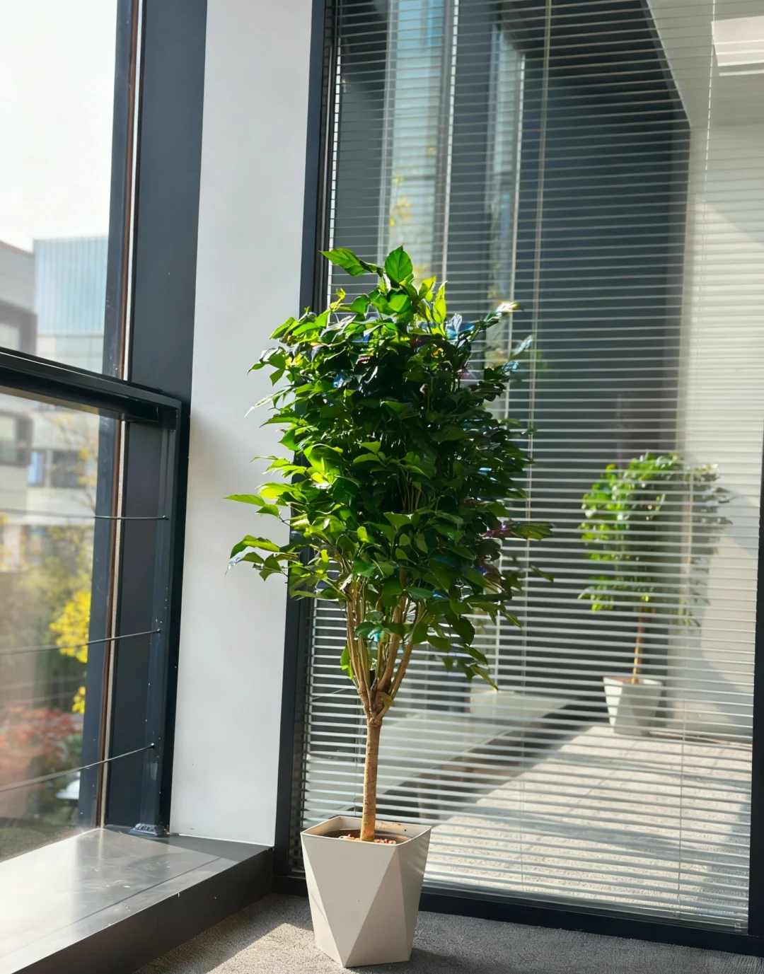 来看看我新办公室的这几颗金钱树怎么样
