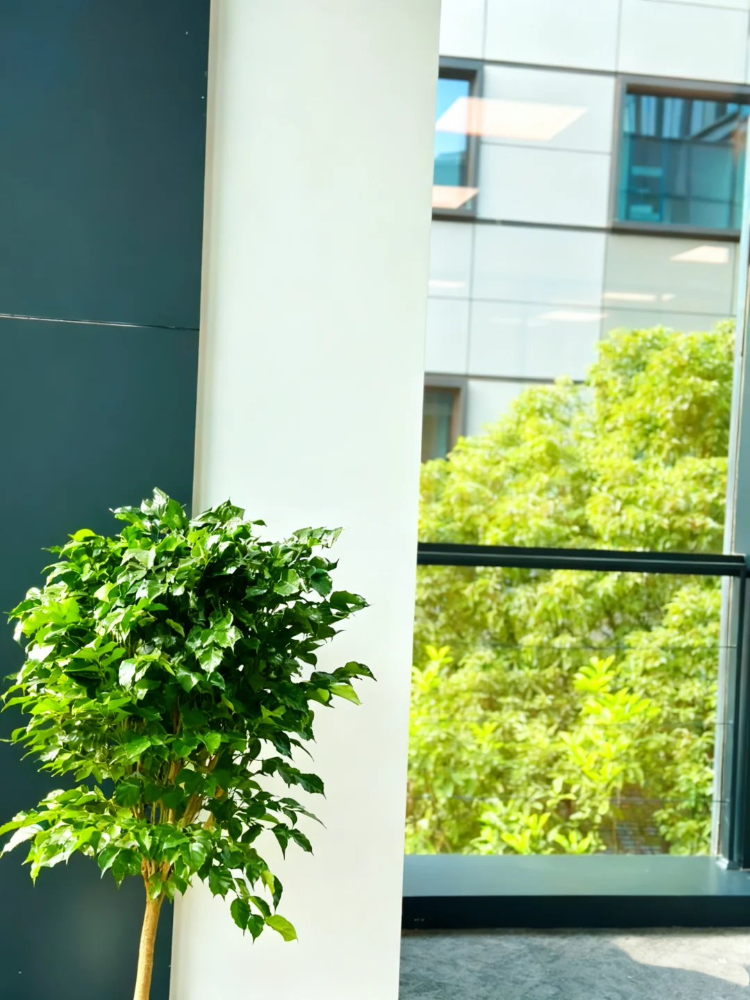 来看看我新办公室的这几颗金钱树怎么样