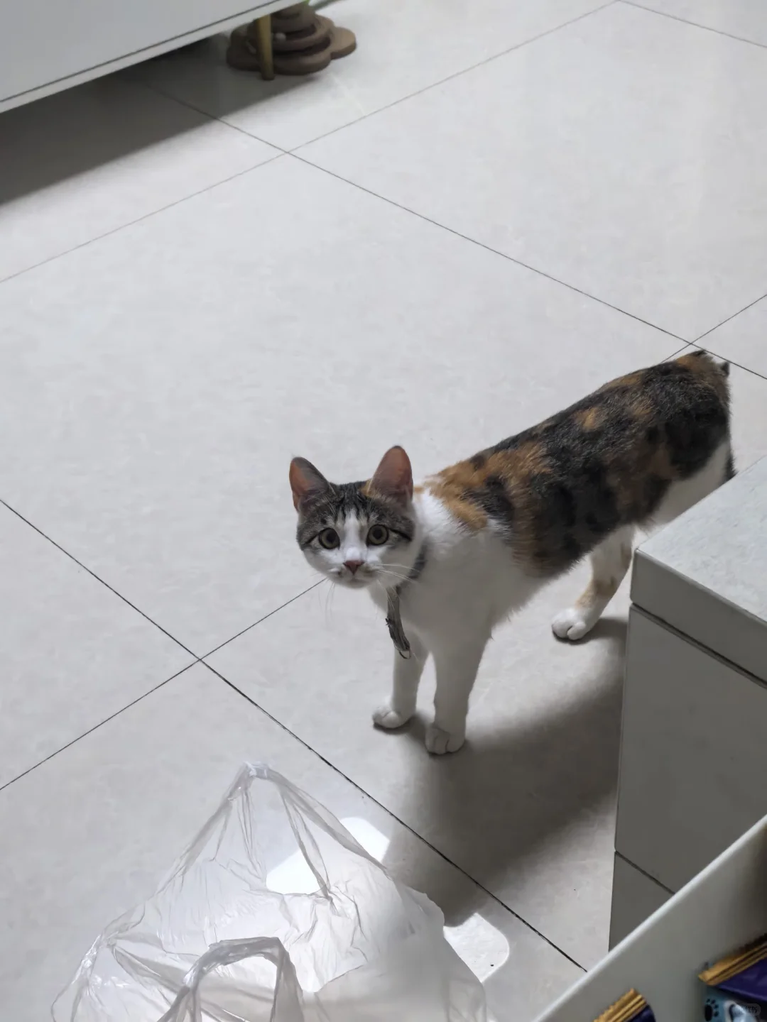 猫这么看我是啥意思🥲