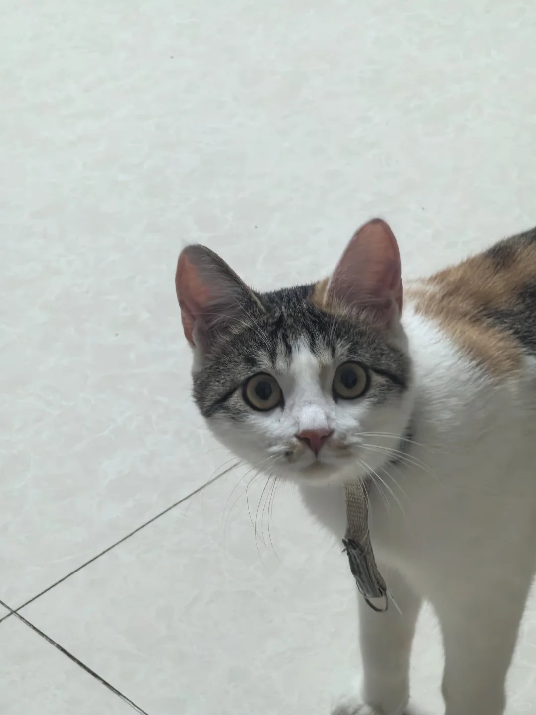 猫这么看我是啥意思🥲