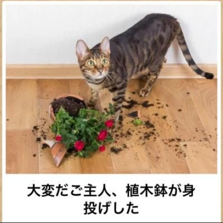 图中日语什么意思？