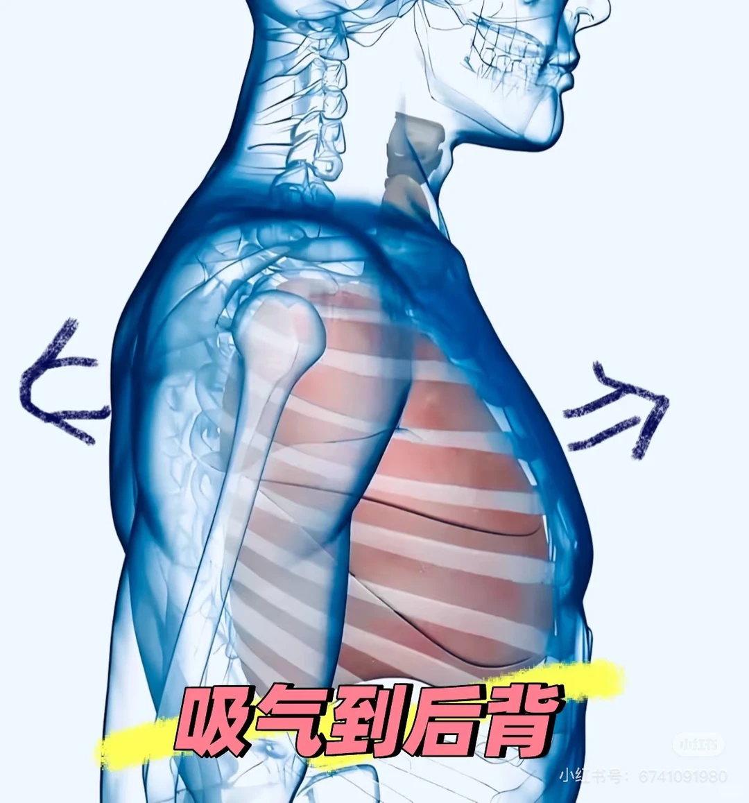 吸气到后背为什么这么重要？