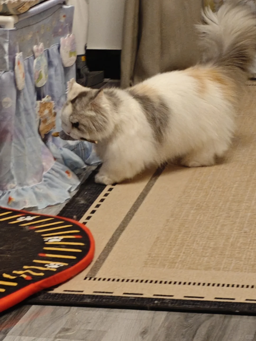 你问我为什么顽固而专一