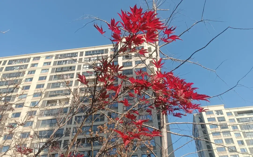 不知道为什么 今年特别喜欢红色系