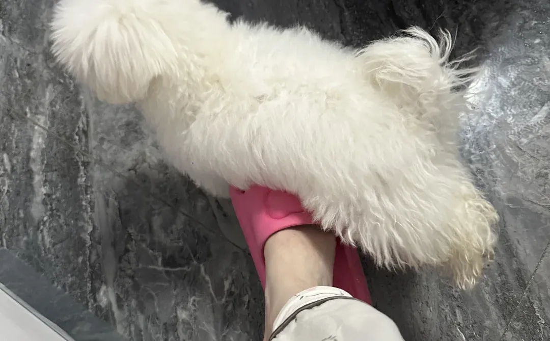 狗狗这个动作是什么意思！求解！