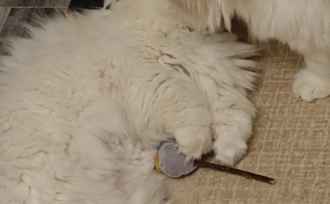 你问我为什么顽固而专一