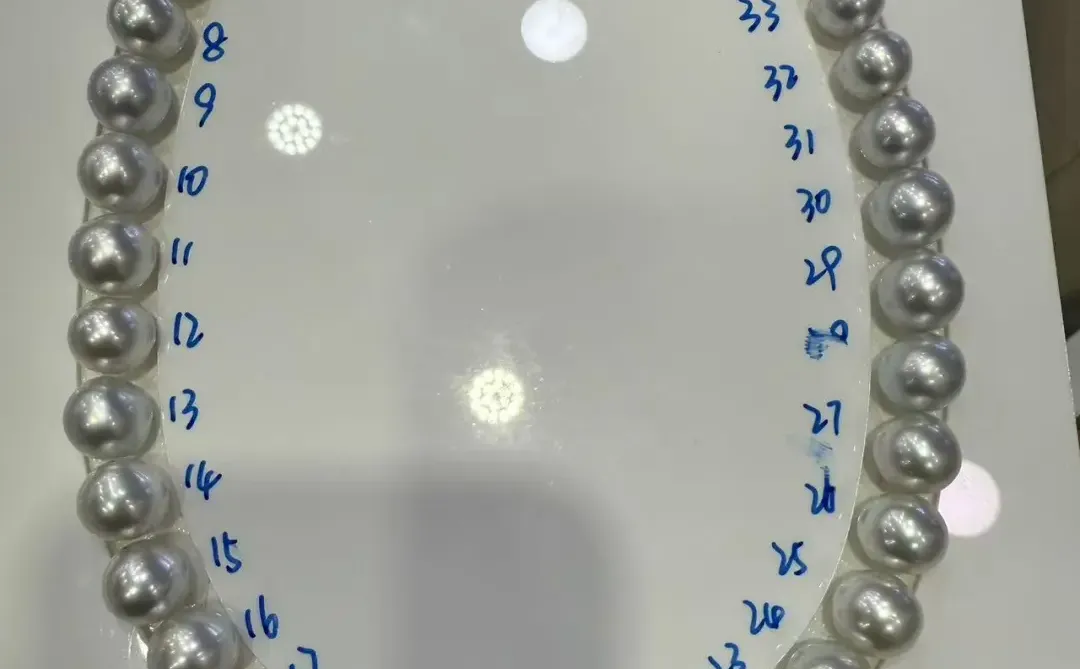 这条蓝血澳白怎么样