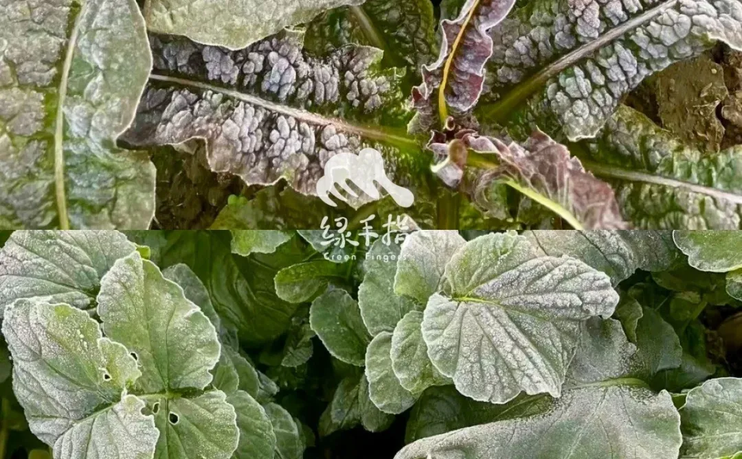 为什么霜打后的蔬菜🥬更好吃