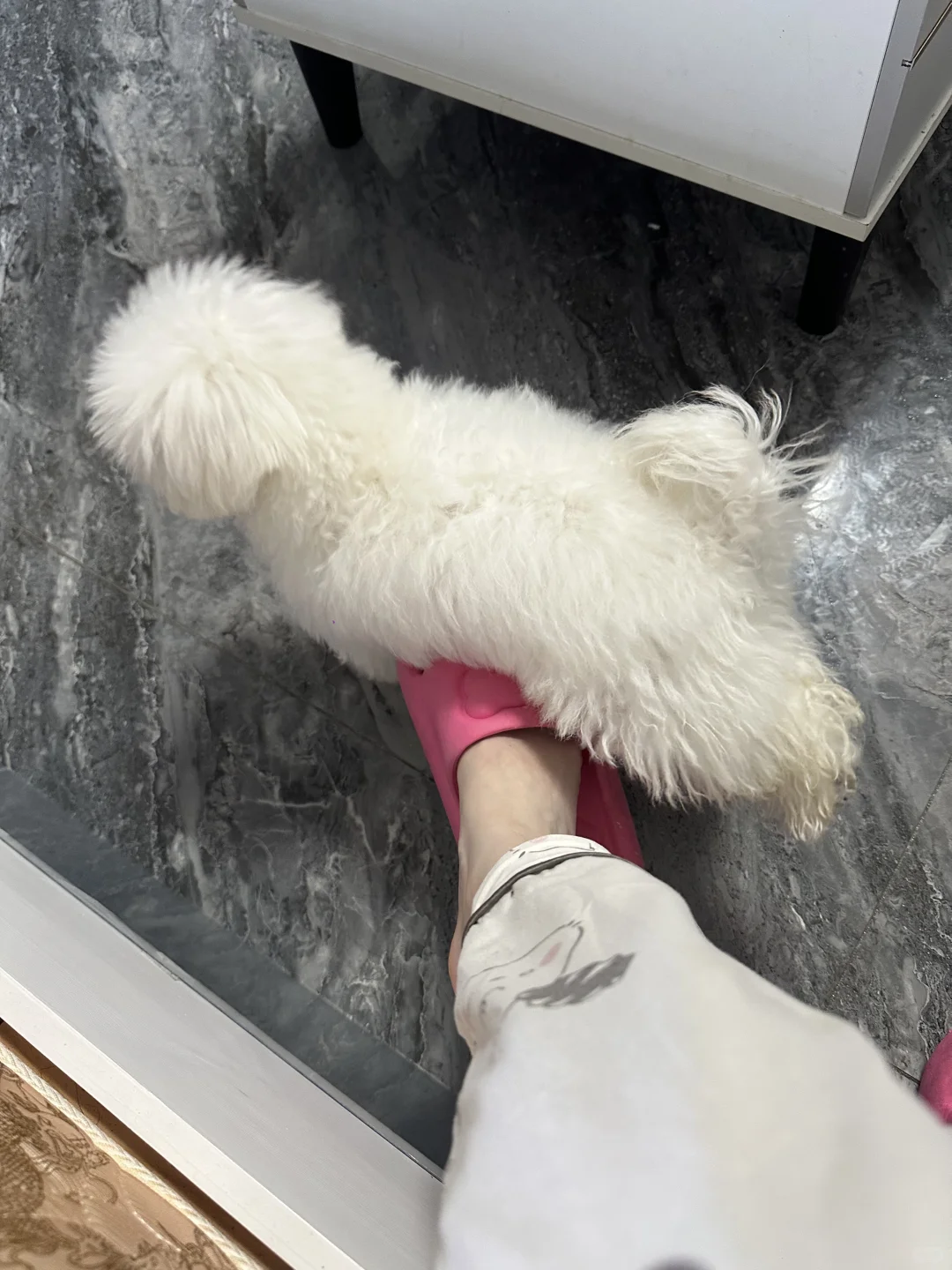 狗狗这个动作是什么意思！求解！