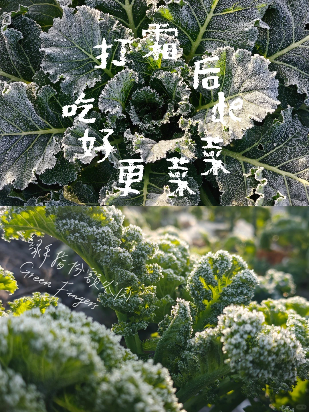 为什么霜打后的蔬菜🥬更好吃