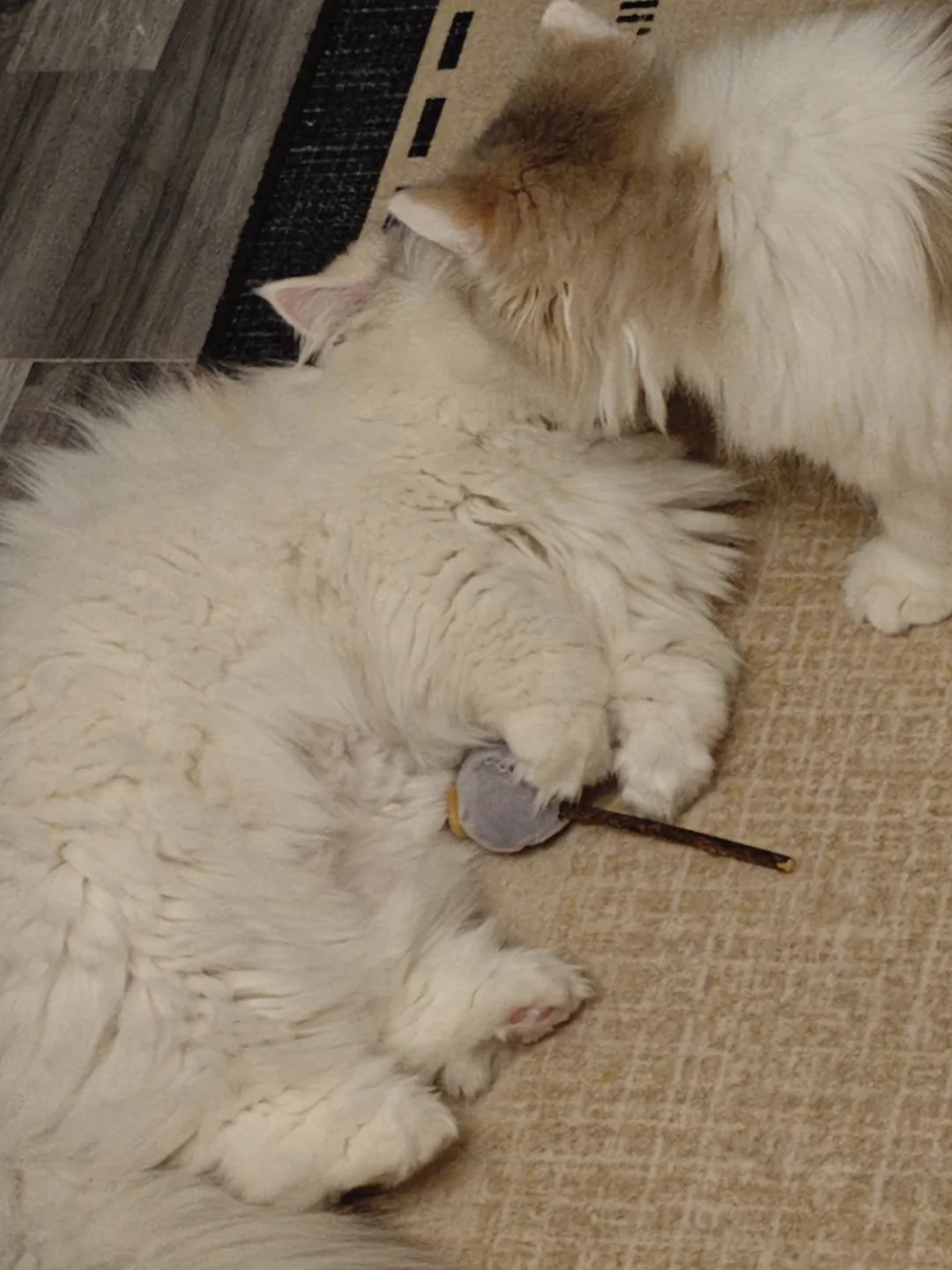 你问我为什么顽固而专一