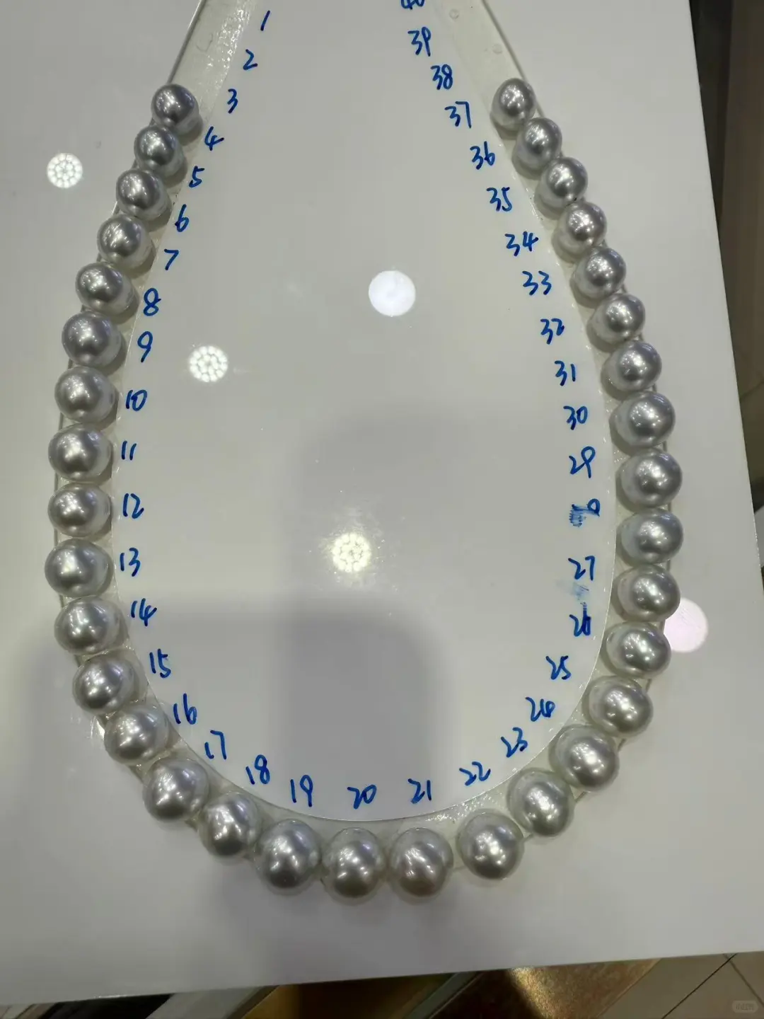 这条蓝血澳白怎么样