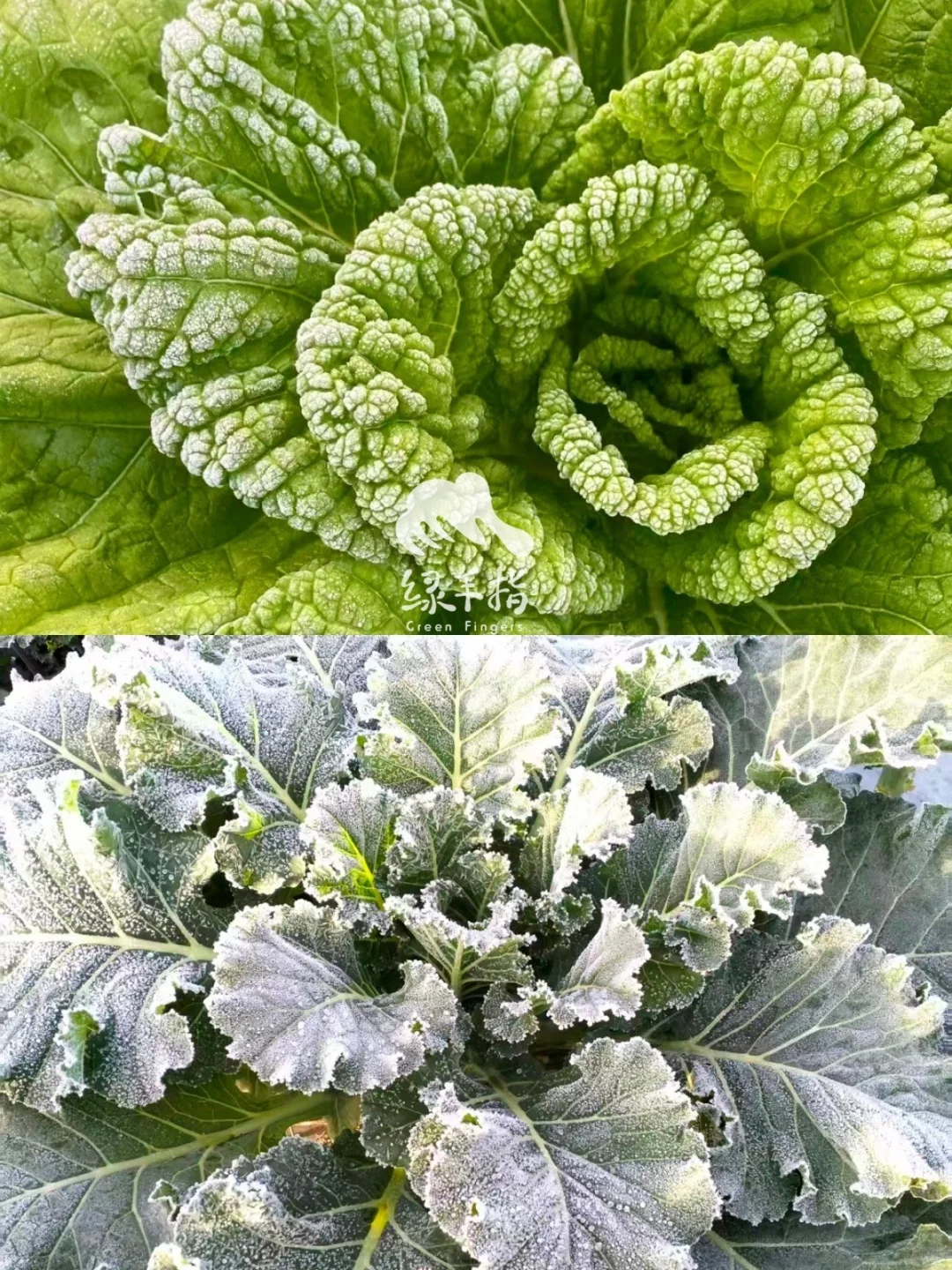 为什么霜打后的蔬菜🥬更好吃