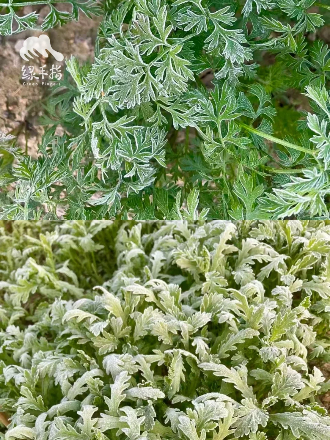 为什么霜打后的蔬菜🥬更好吃