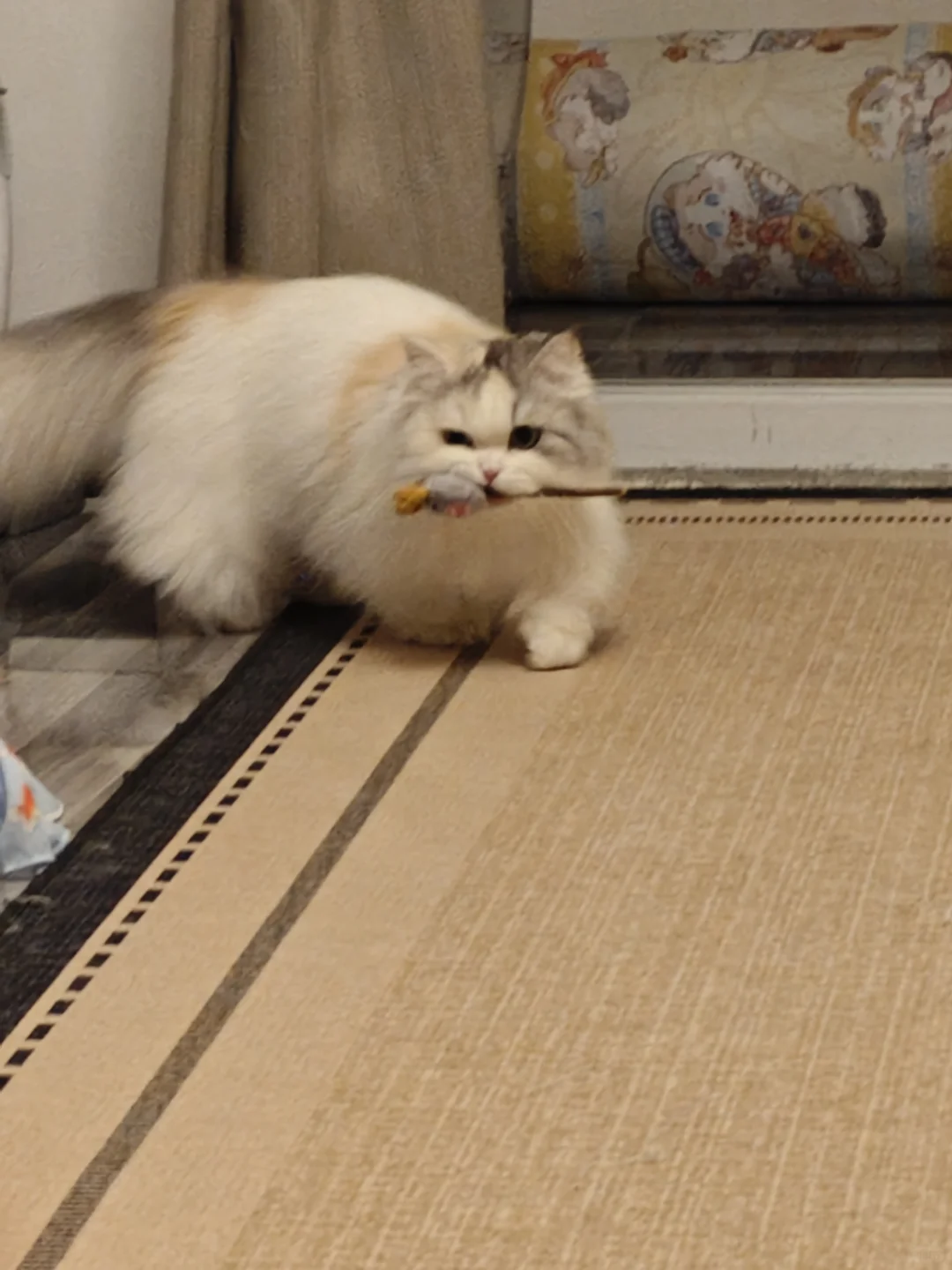 你问我为什么顽固而专一