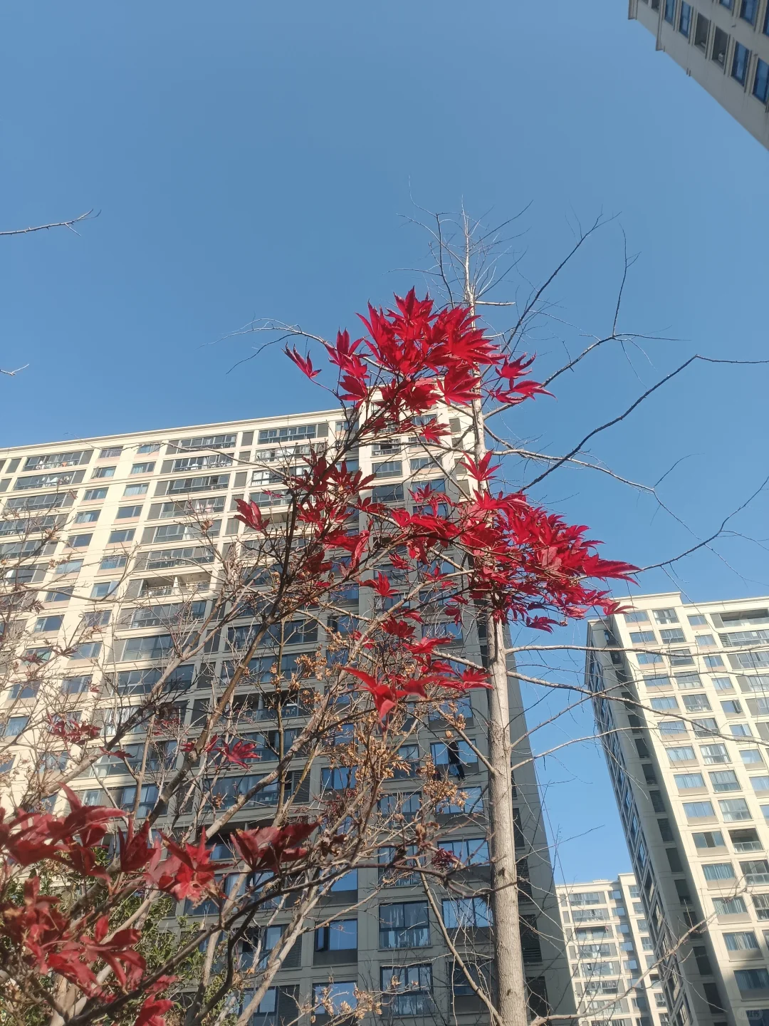 不知道为什么 今年特别喜欢红色系