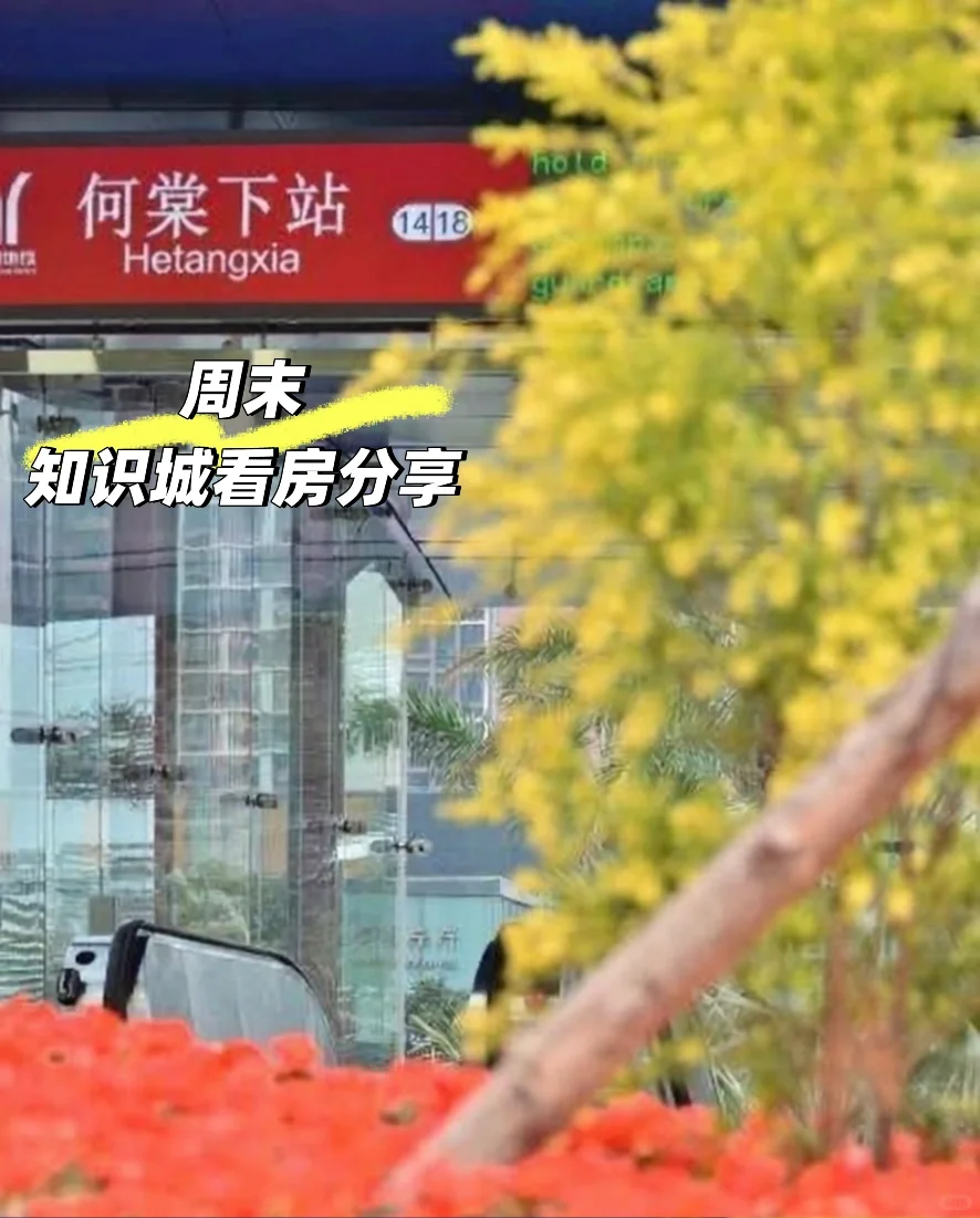 今日知识城来看房，这个小区怎么样