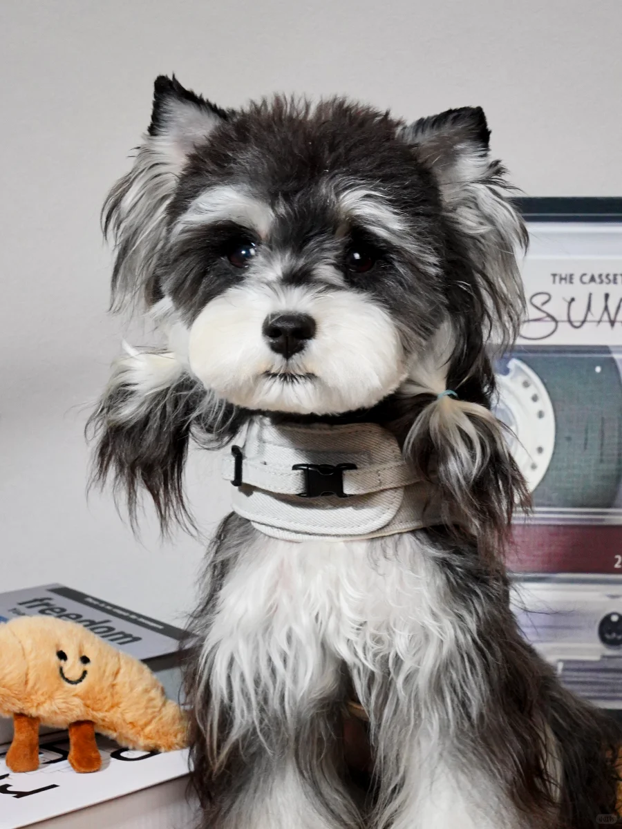 下期试穿官选这个胸背怎么样？