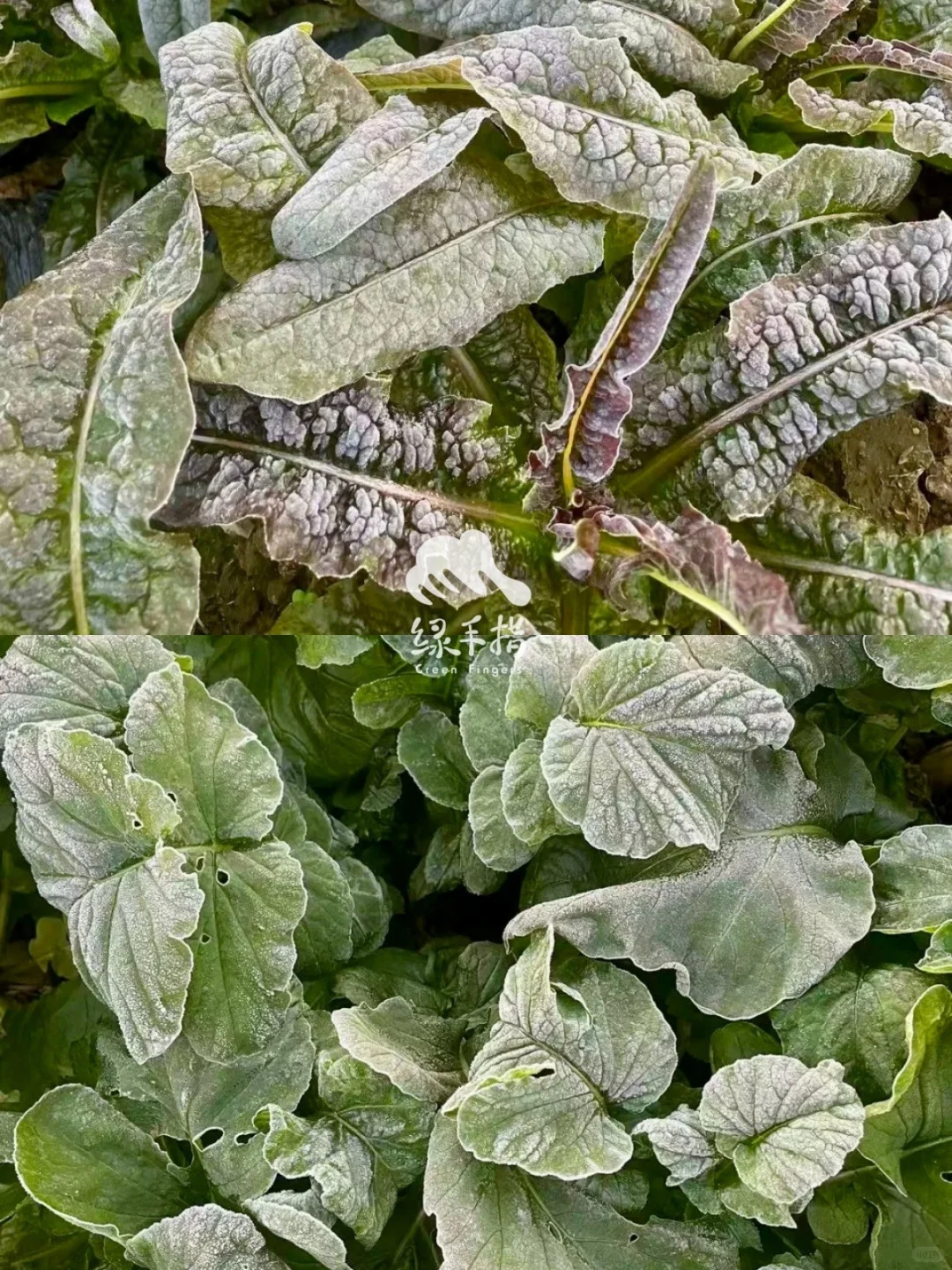 为什么霜打后的蔬菜🥬更好吃