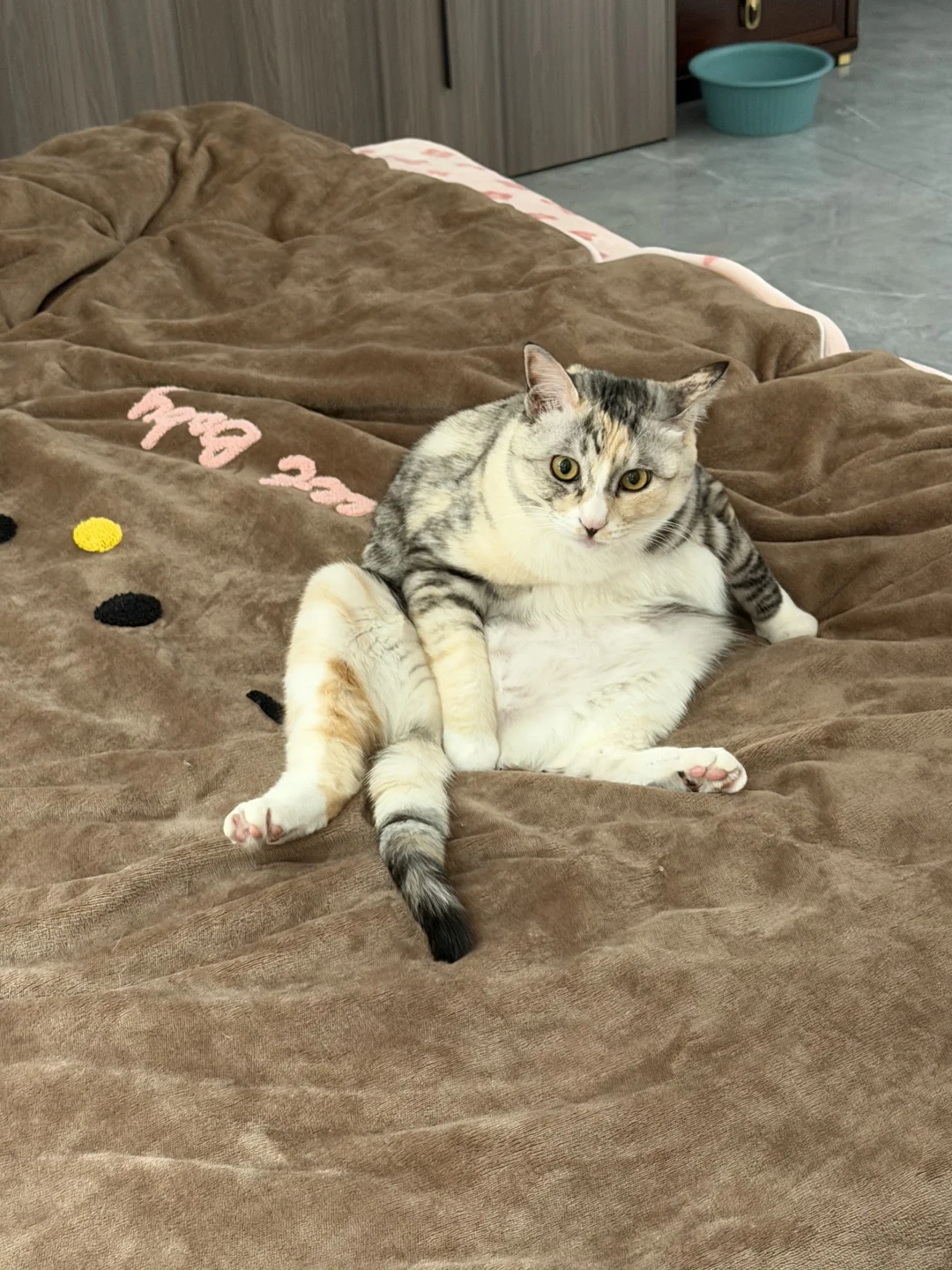 不是..猫咪这个姿势啥意思啊！