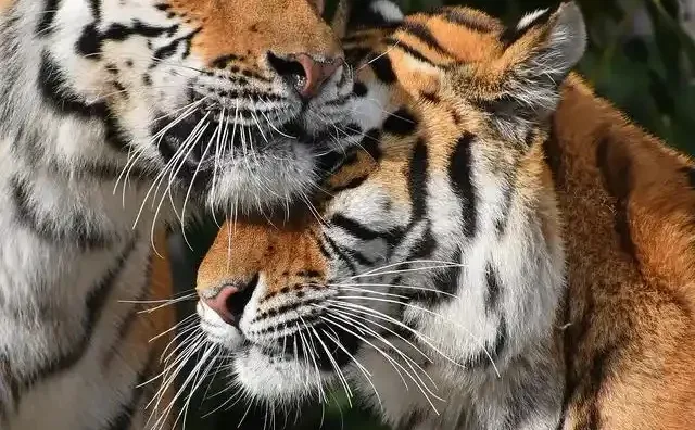 你害怕自己太闪耀吗