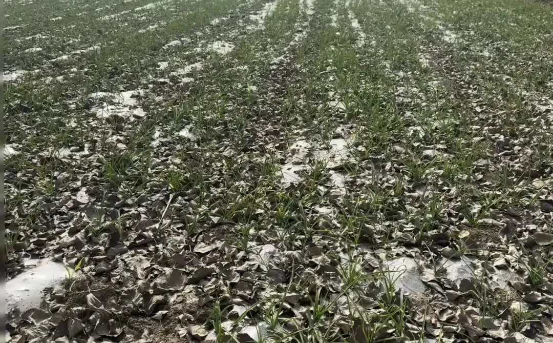 自家大蒜大家看看品质怎么样🧄～