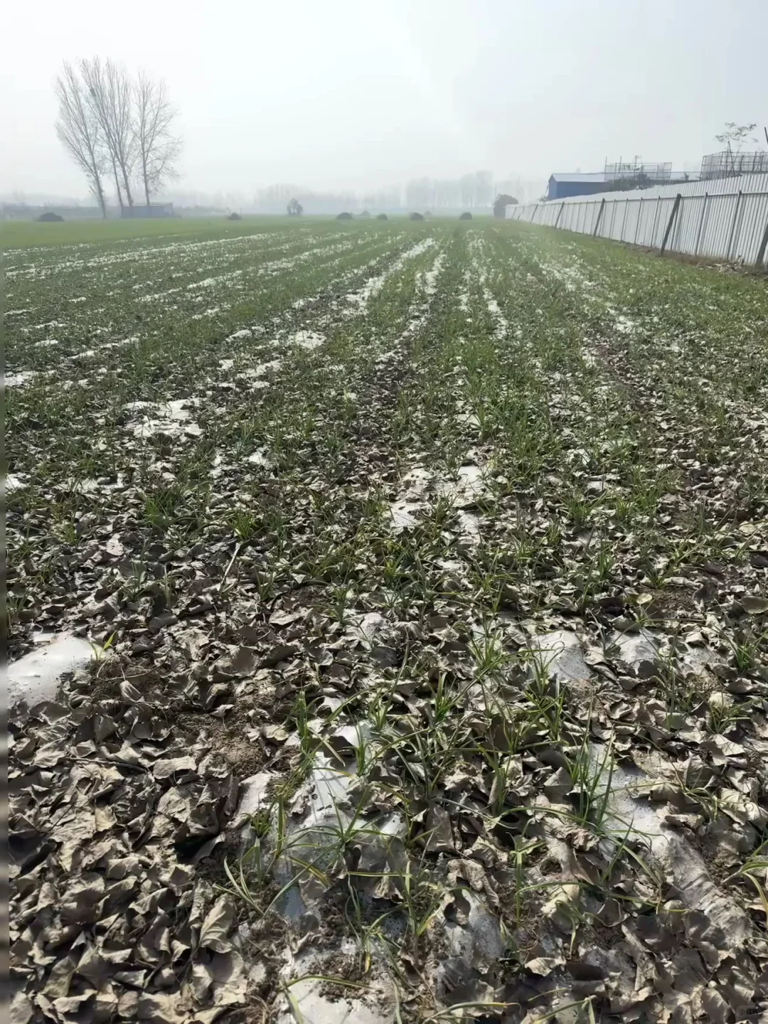 自家大蒜大家看看品质怎么样🧄～