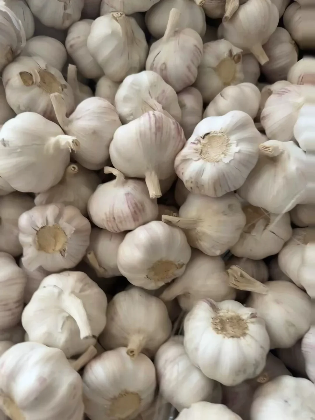 自家大蒜大家看看品质怎么样🧄～