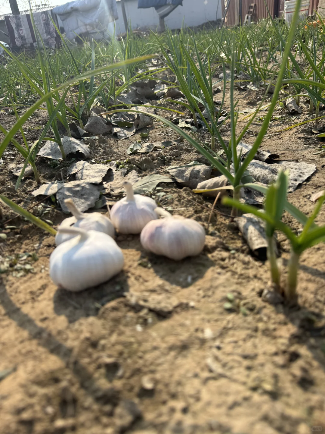 自家大蒜大家看看品质怎么样🧄～