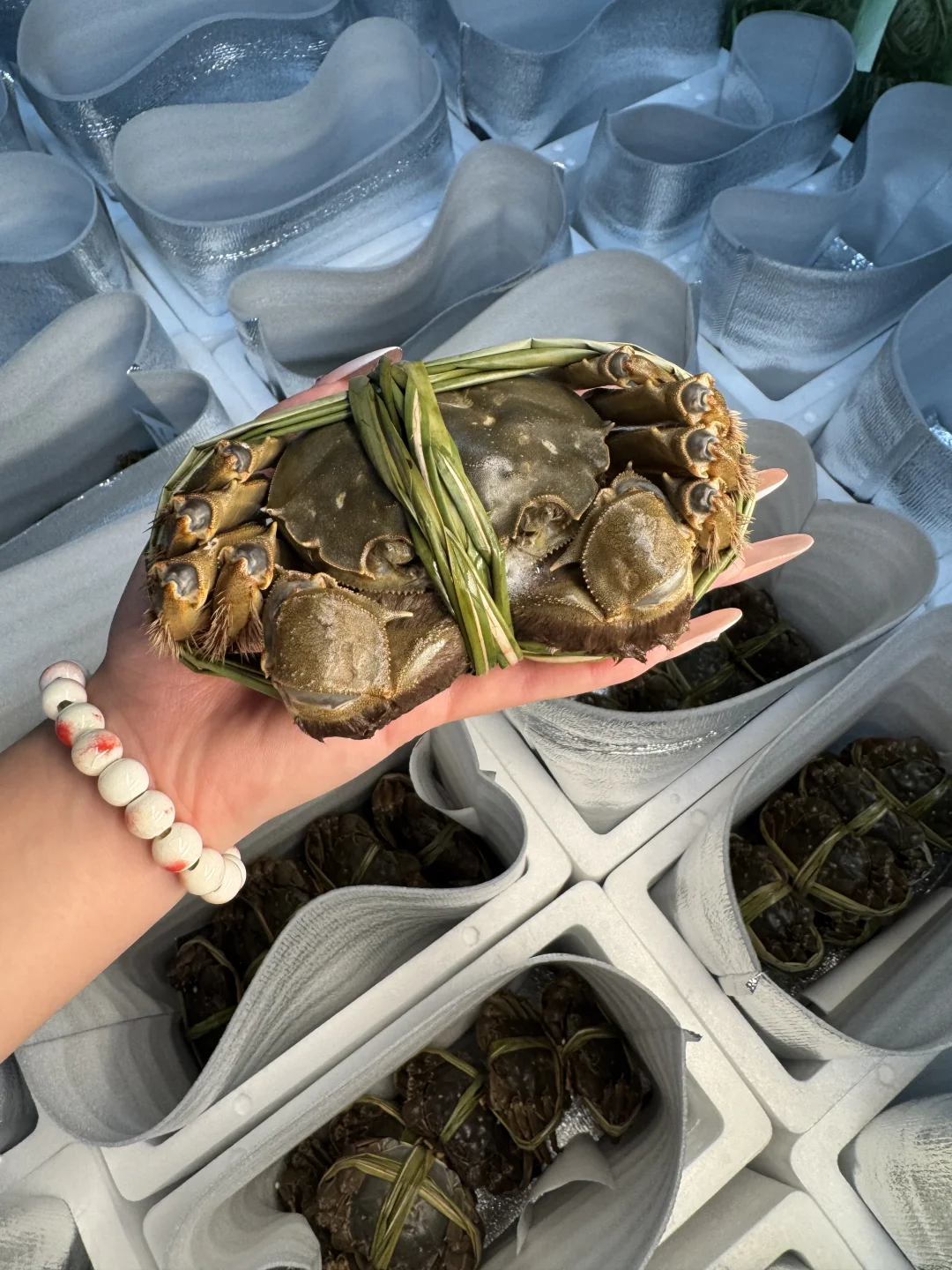 这么肥的残母蟹……😭为什么没有人知道