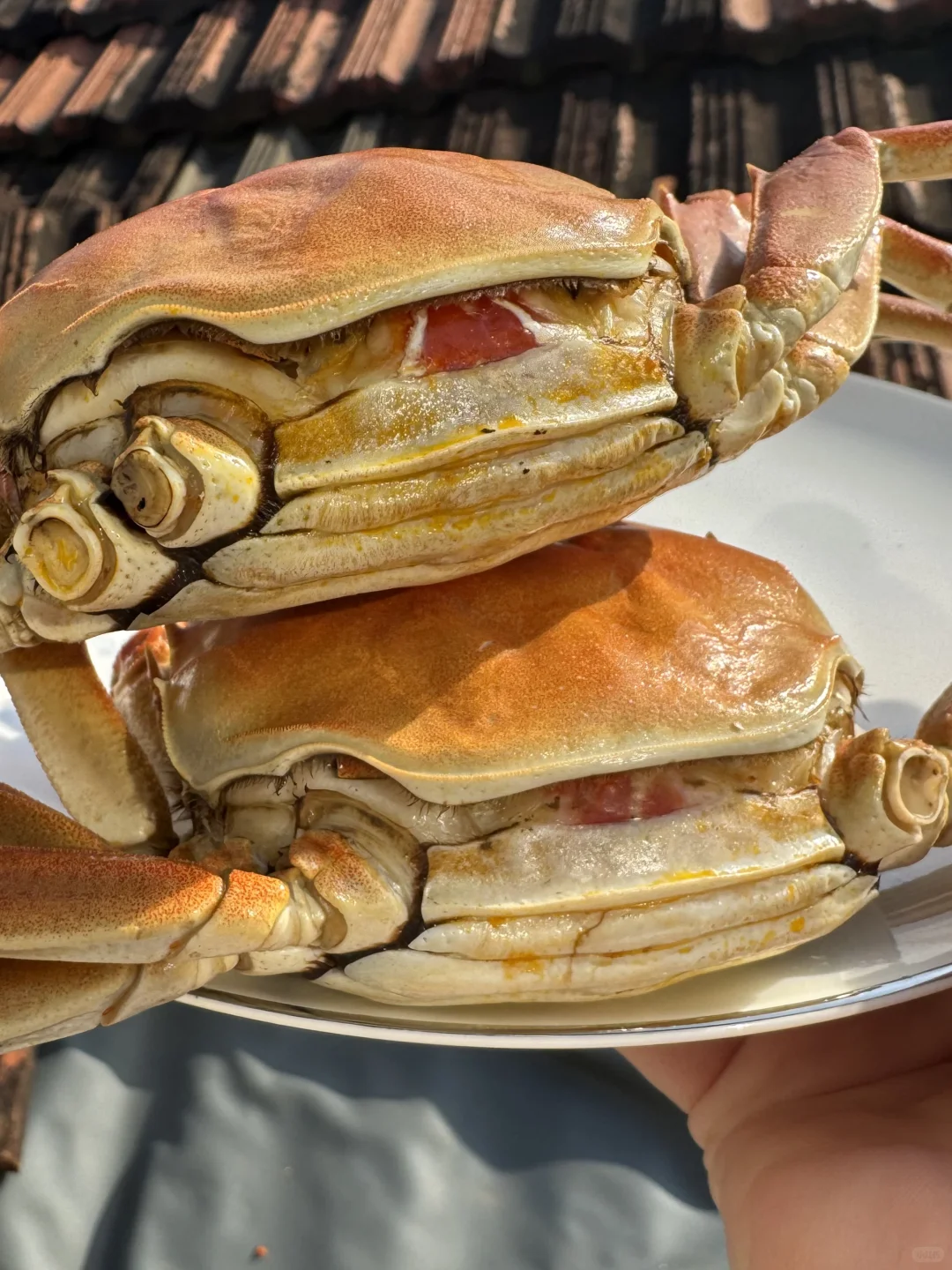 这么肥的残母蟹……😭为什么没有人知道