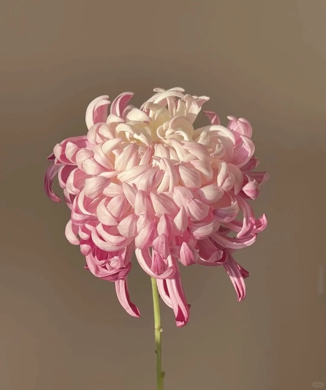 上海事业单位复旦大学综合管理岗做推荐