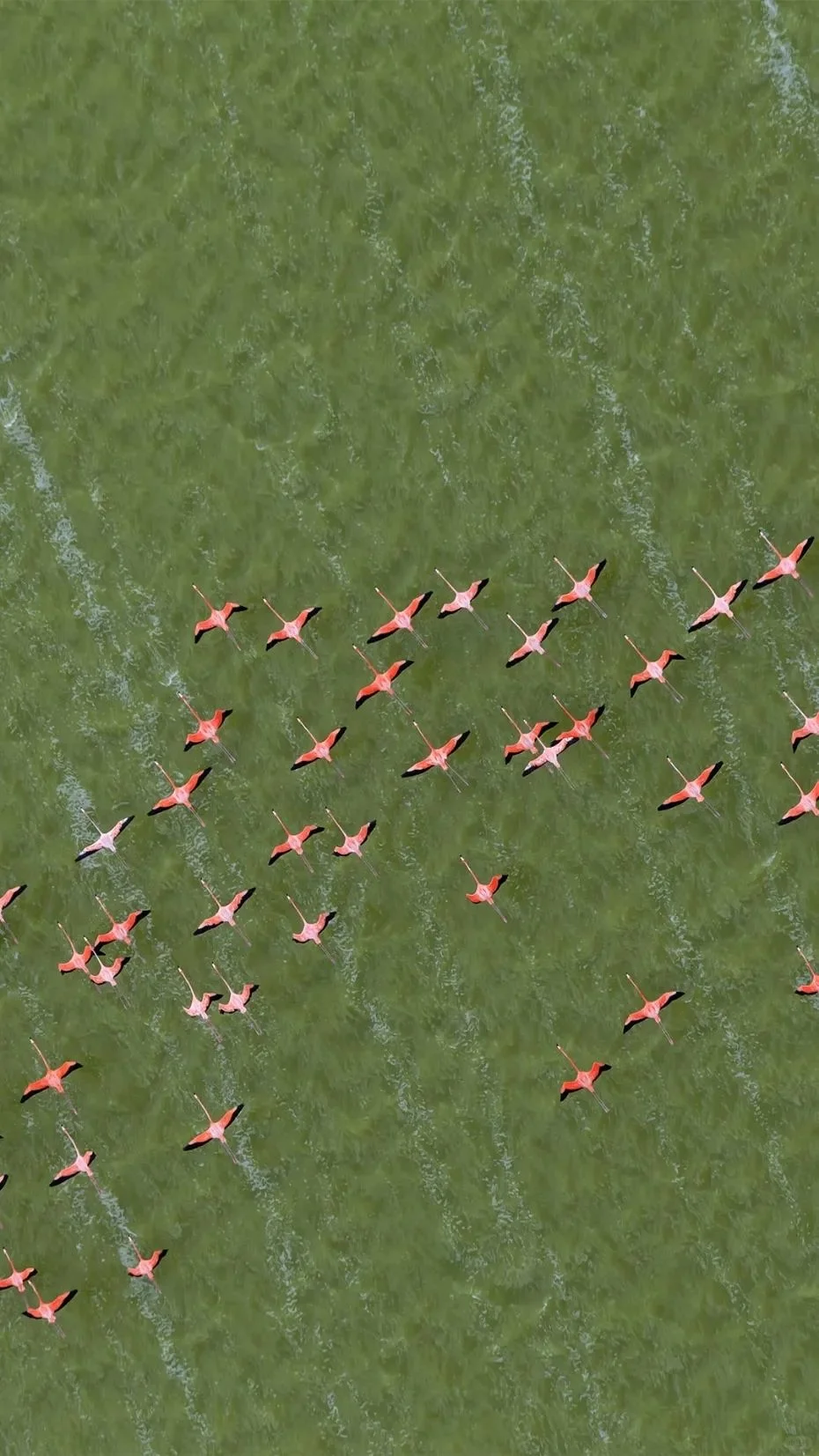 理想的地方，姐妹们随意下载