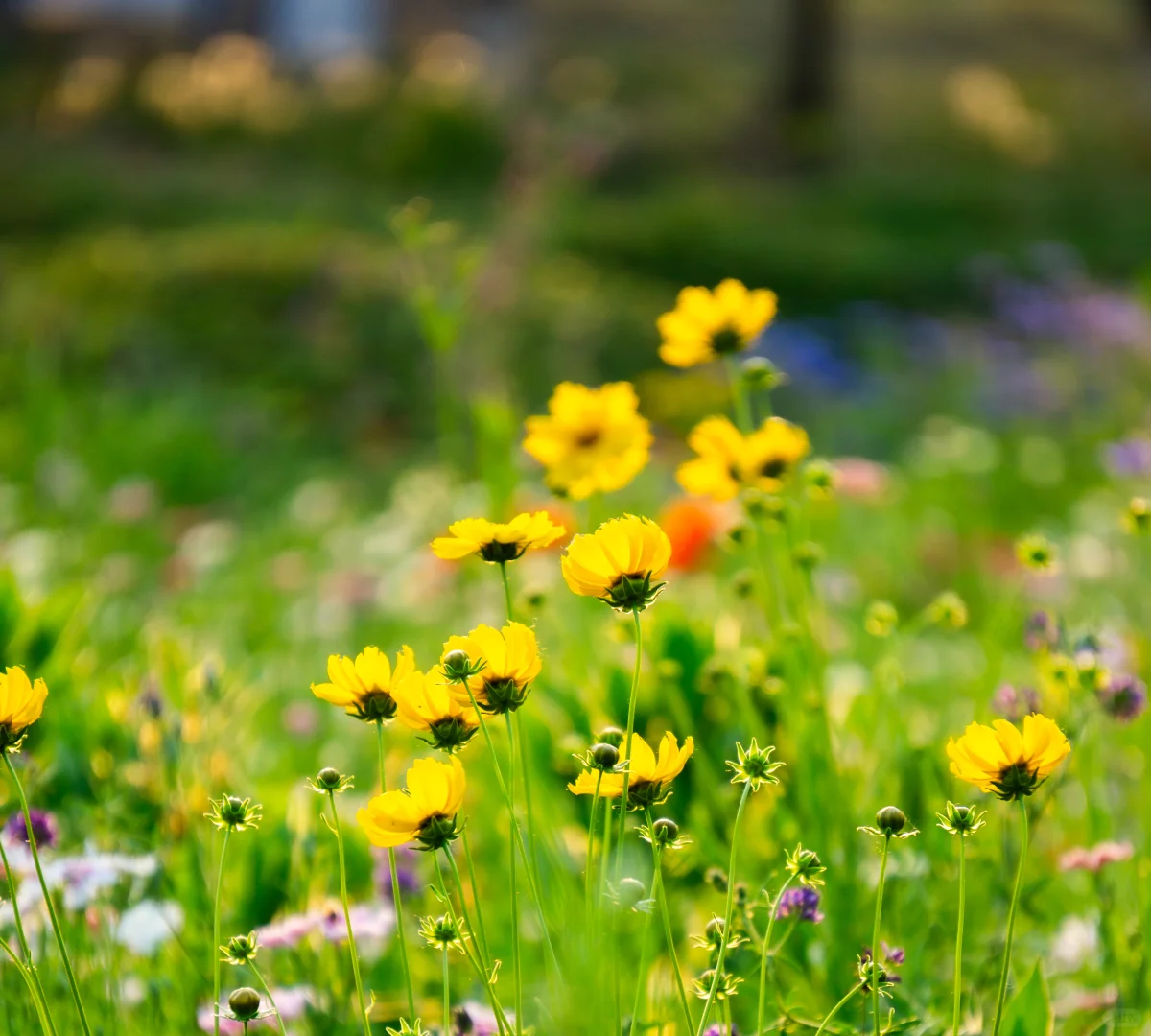 自己拍的 免版权开放使用 有需要自取