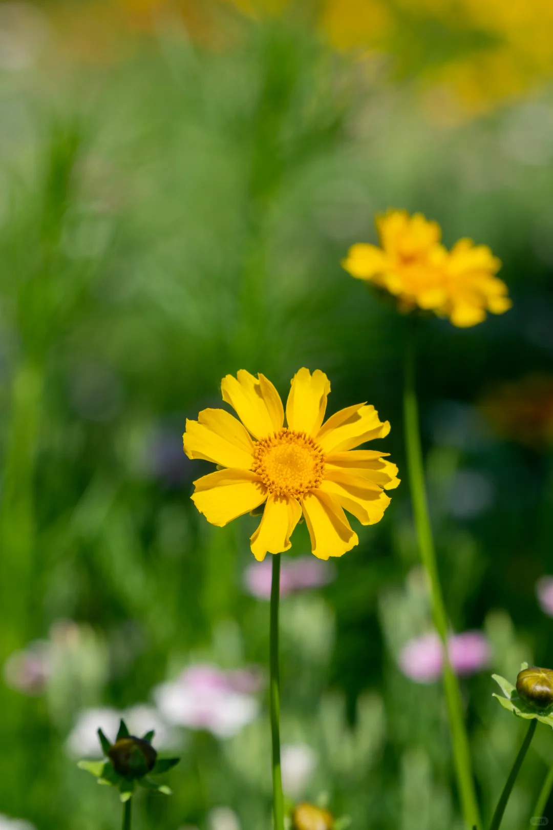 自己拍的 免版权开放使用 有需要自取