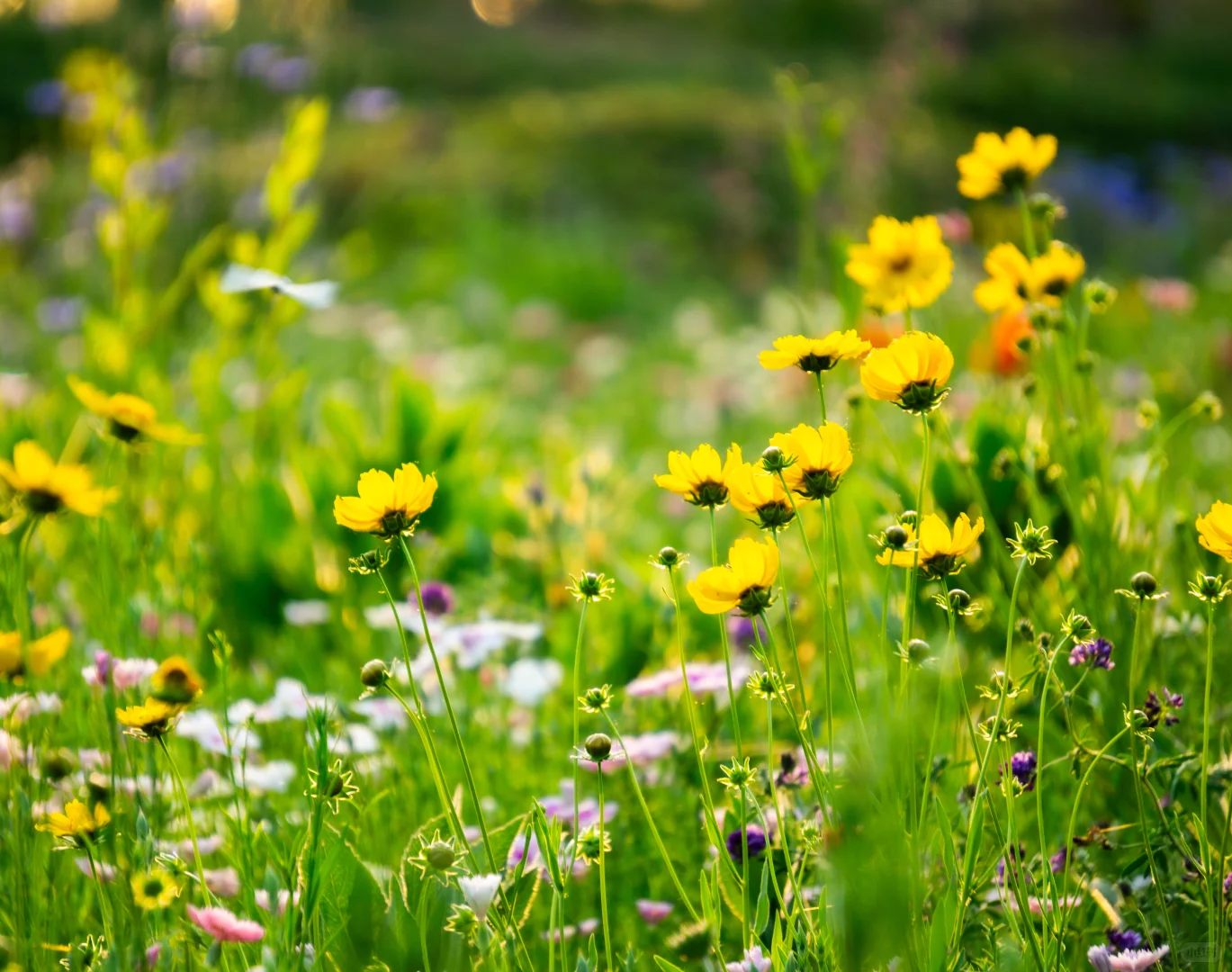 自己拍的 免版权开放使用 有需要自取