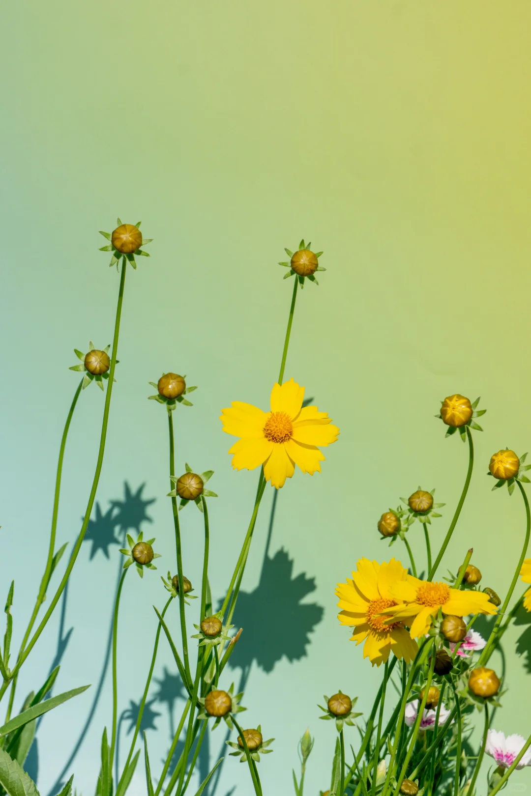 自己拍的 免版权开放使用 有需要自取