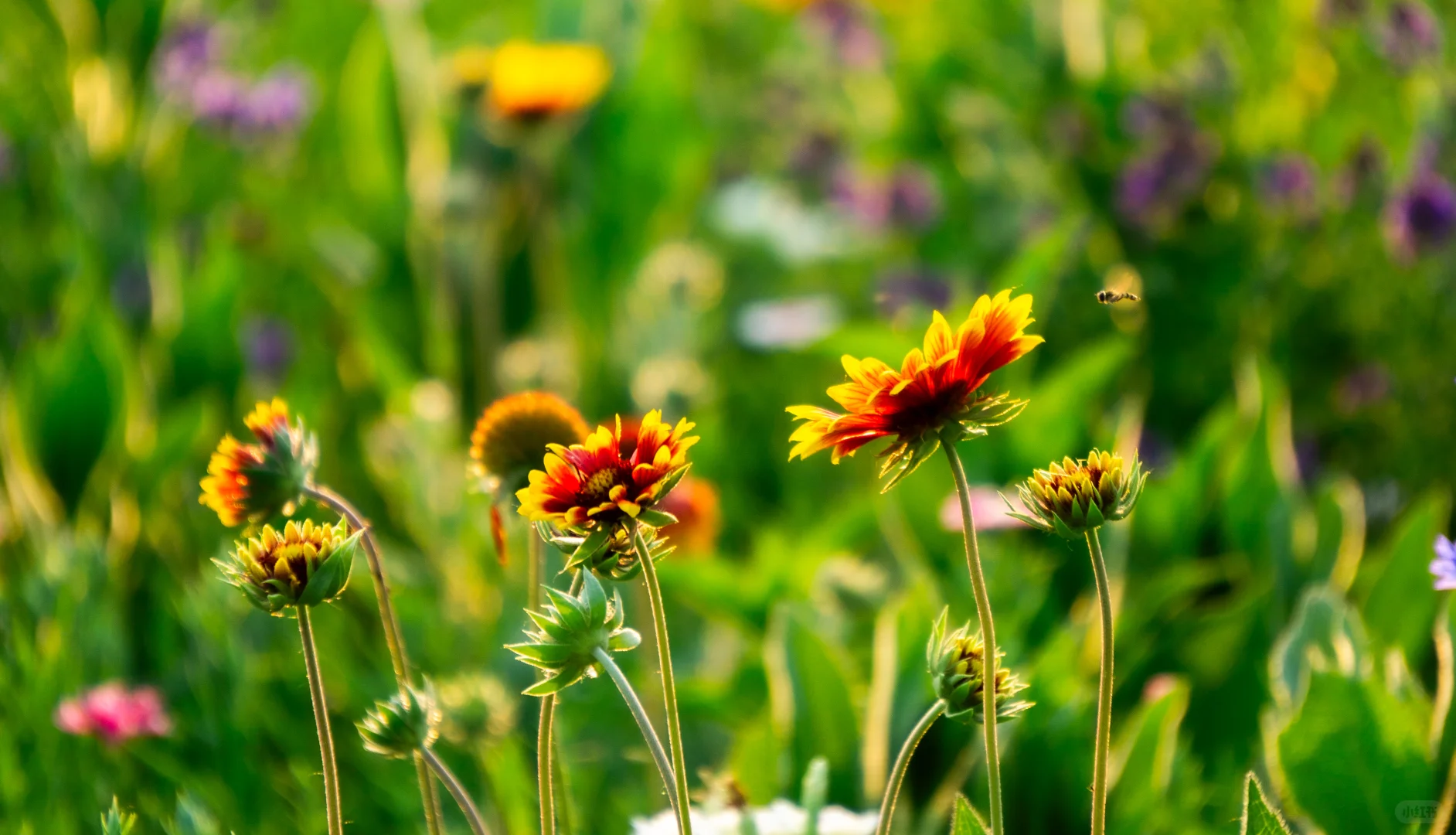 自己拍的 免版权开放使用 有需要自取