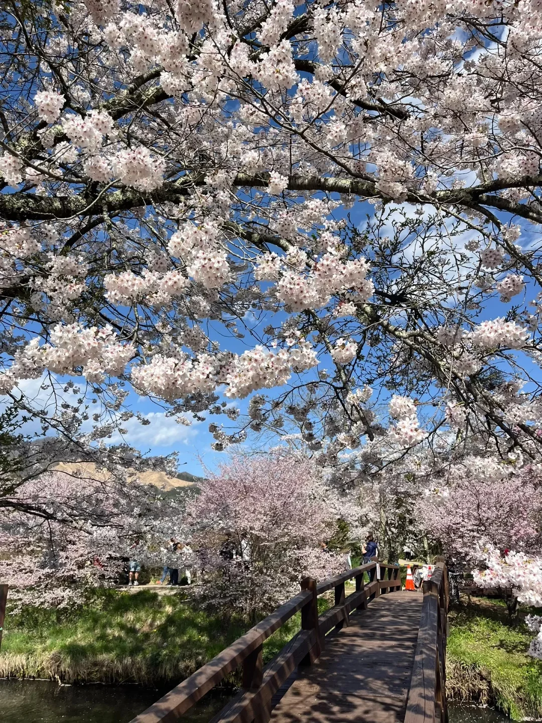 右滑88张原创live图 喜欢拿