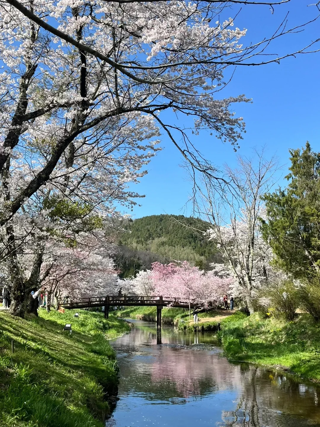 右滑88张原创live图 喜欢拿