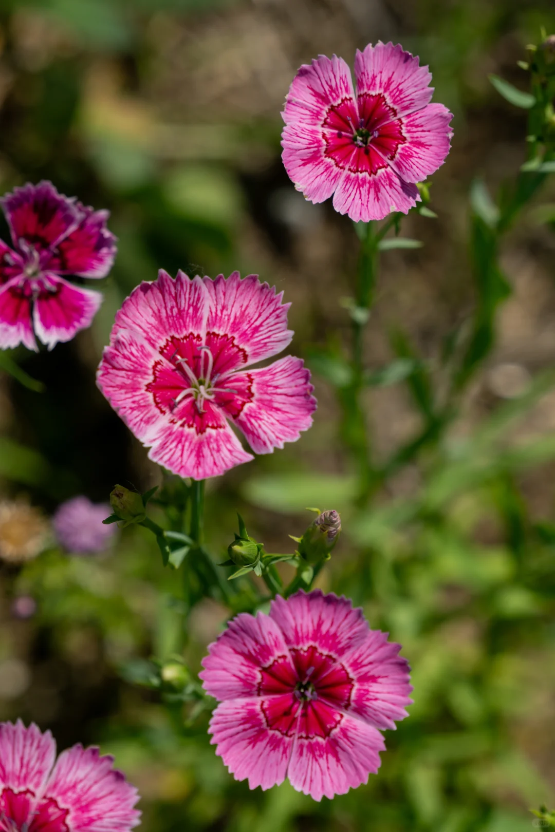 自己拍的 免版权开放使用 有需要自取