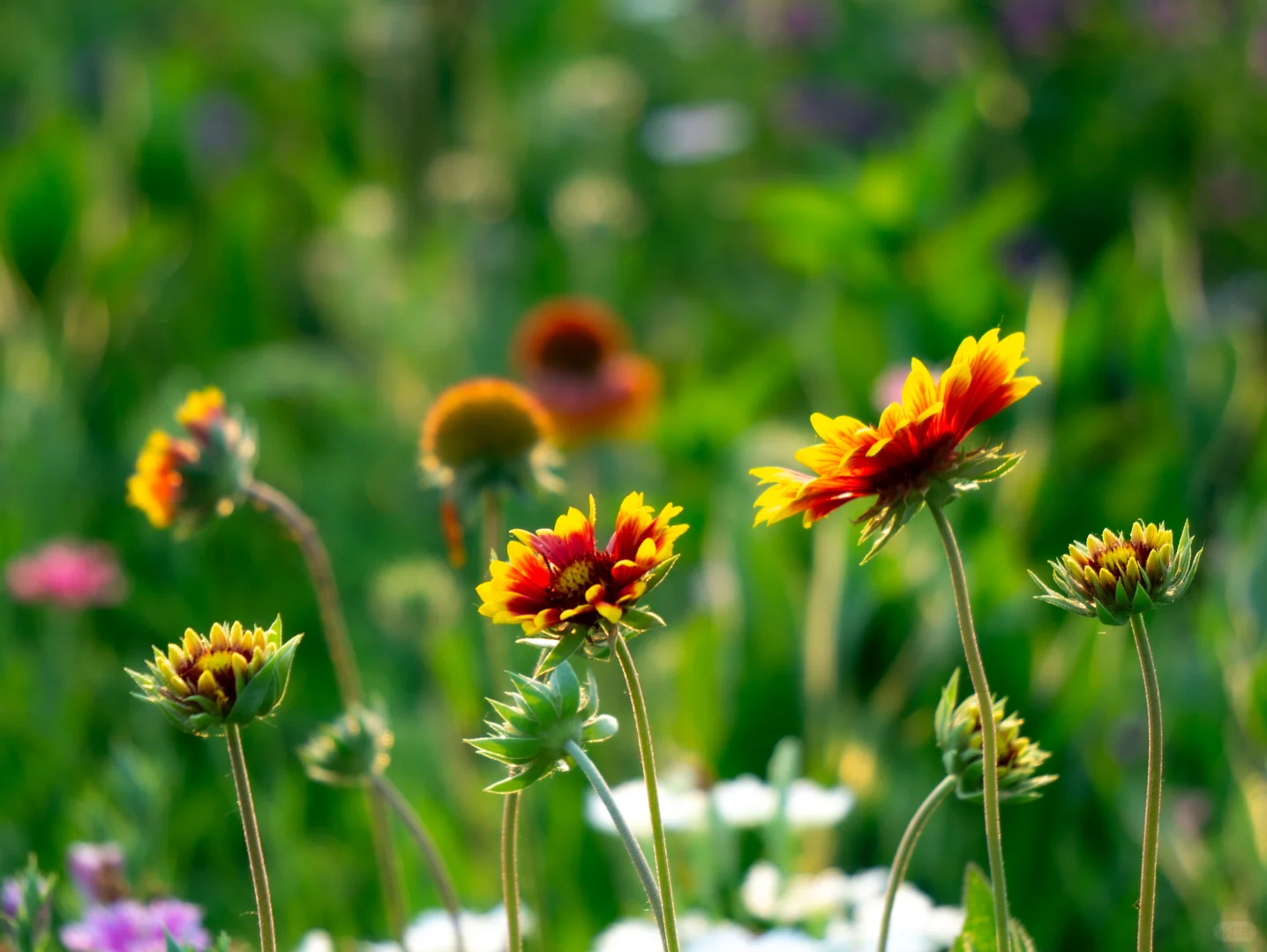 自己拍的 免版权开放使用 有需要自取