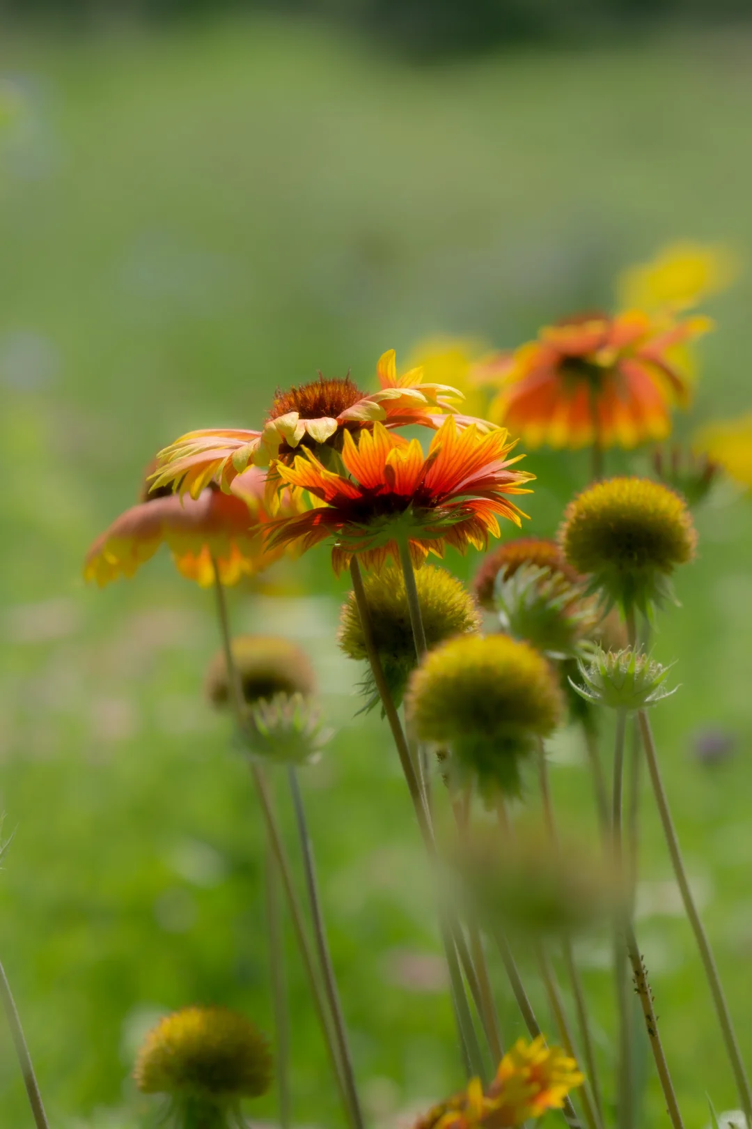 自己拍的 免版权开放使用 有需要自取