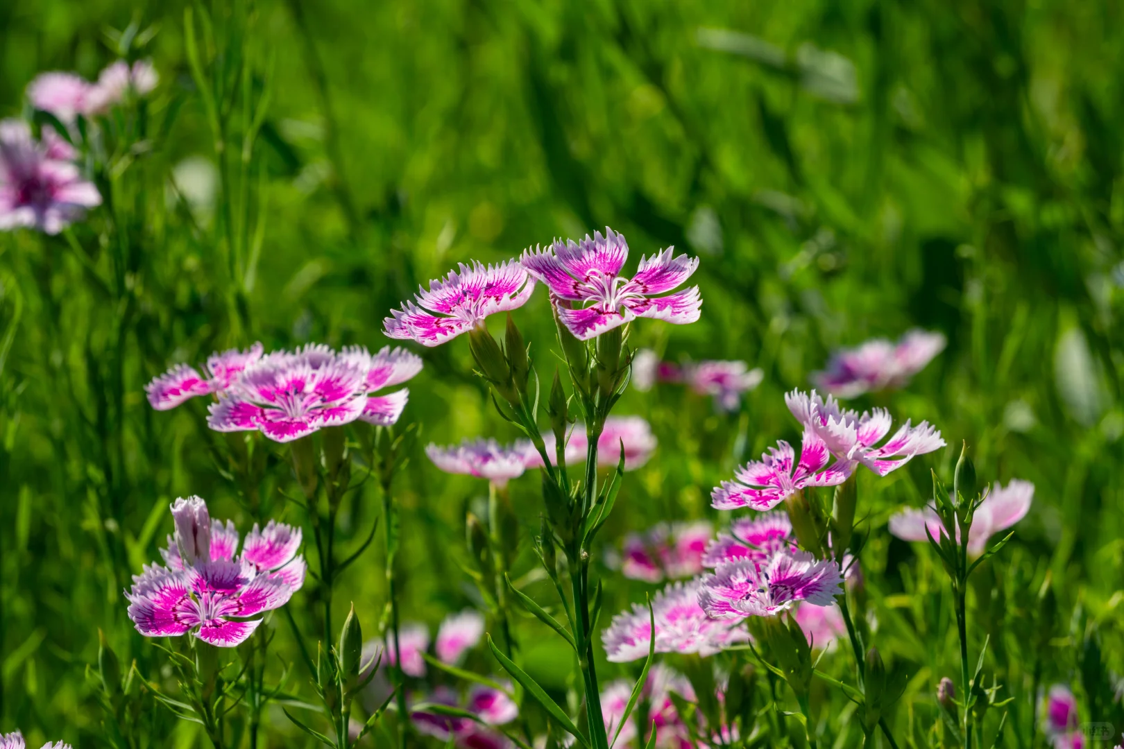 自己拍的 免版权开放使用 有需要自取