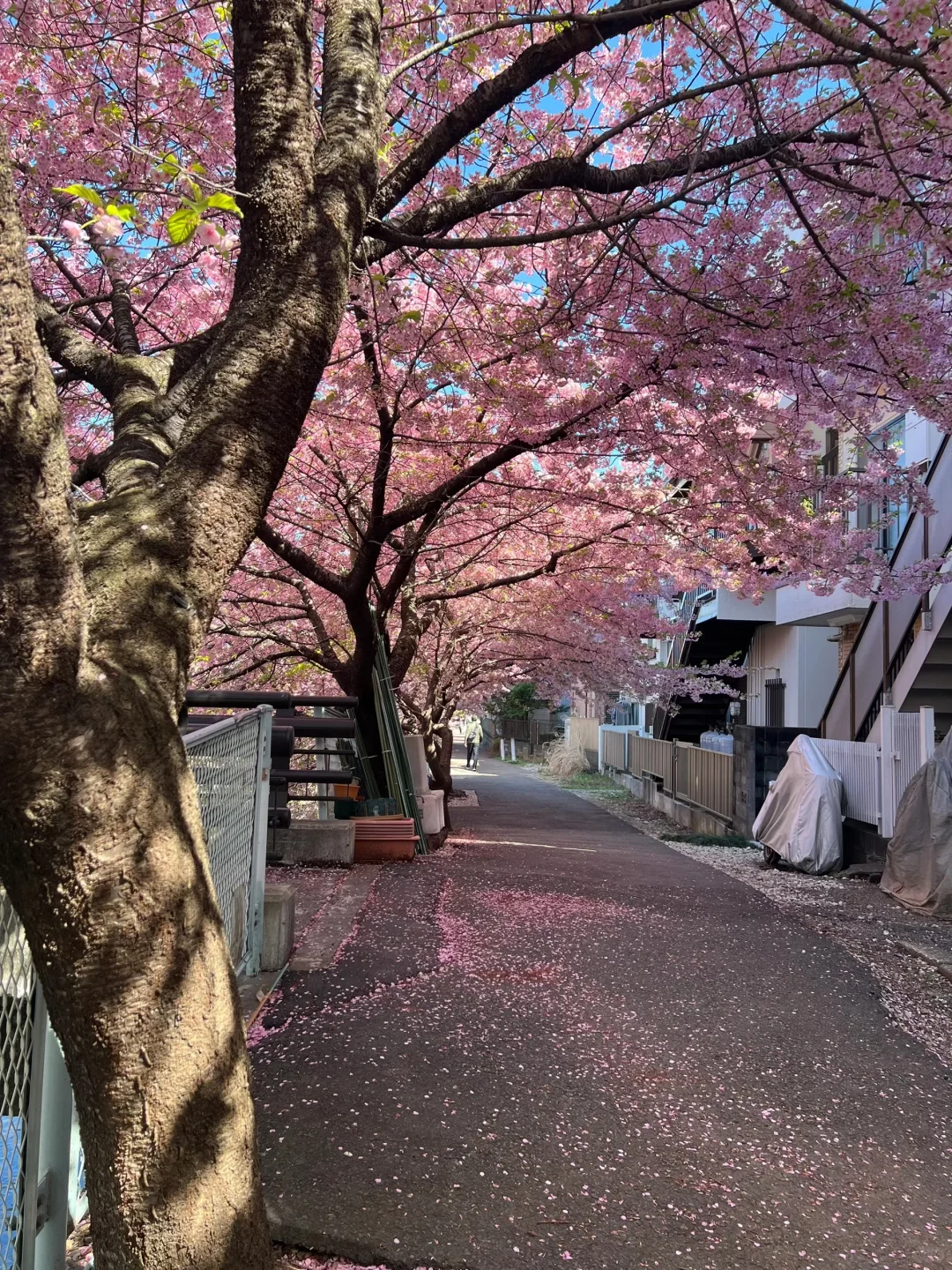 右滑88张原创live图 喜欢拿