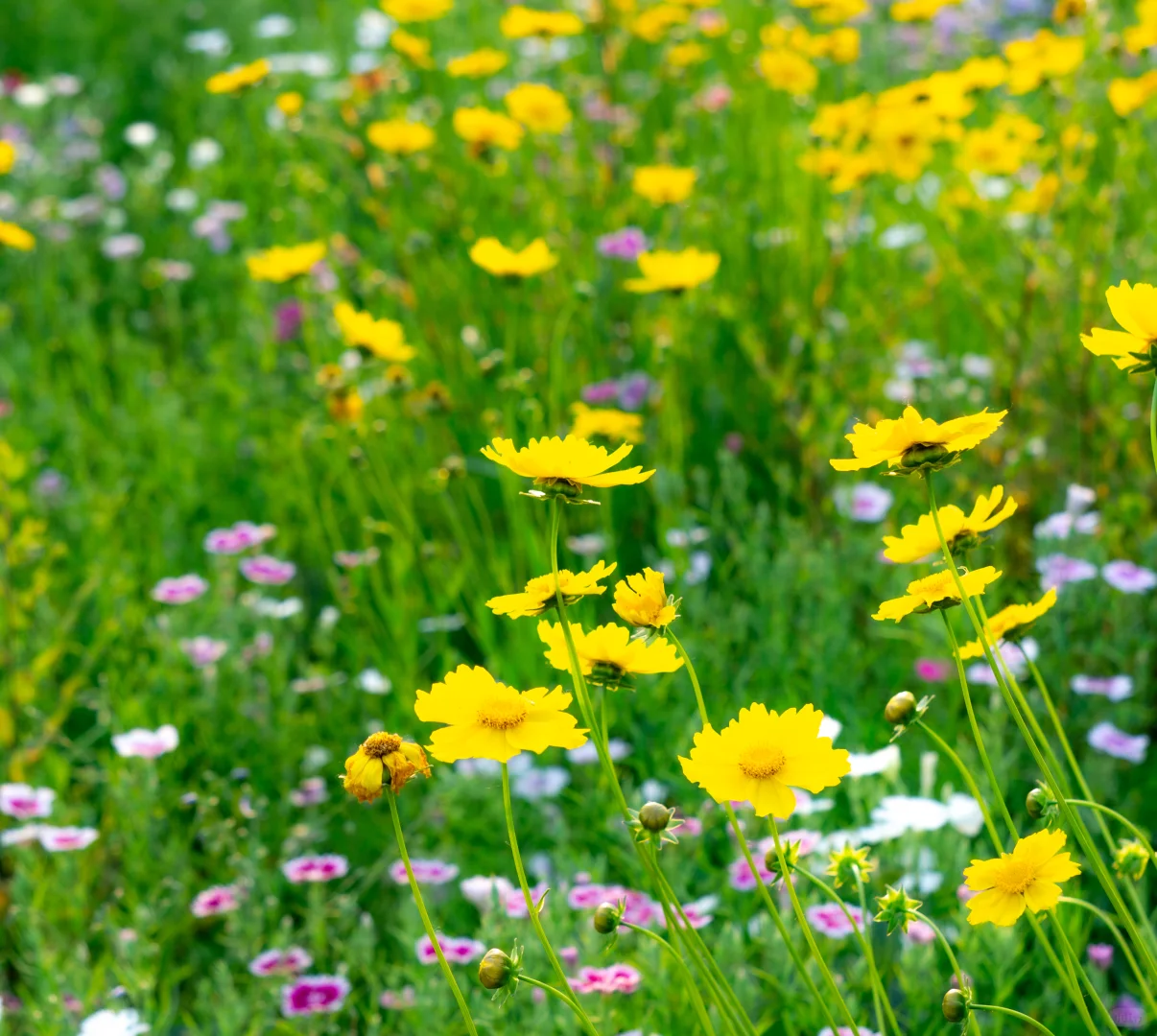 自己拍的 免版权开放使用 有需要自取